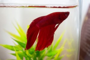 Planted Aquarium for Beginners: Easy Plants and Setup Guide