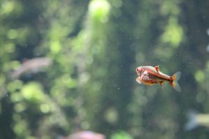 How to Raise and Lower Aquarium pH Safely