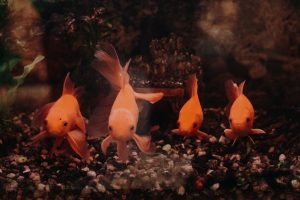 Betta Fish Care: The Complete Beginner’s Guide
