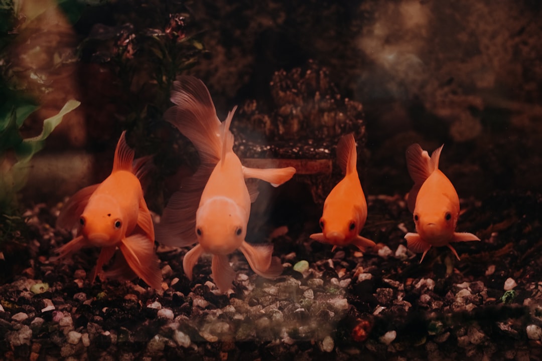 Betta Fish Care: The Complete Beginner’s Guide