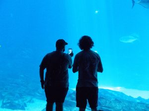 How Often to Feed Fish: The Right Schedule and Portions