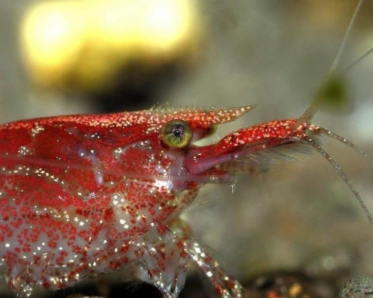 Best Beginner Fish: Top Hardy Species for New Aquarists