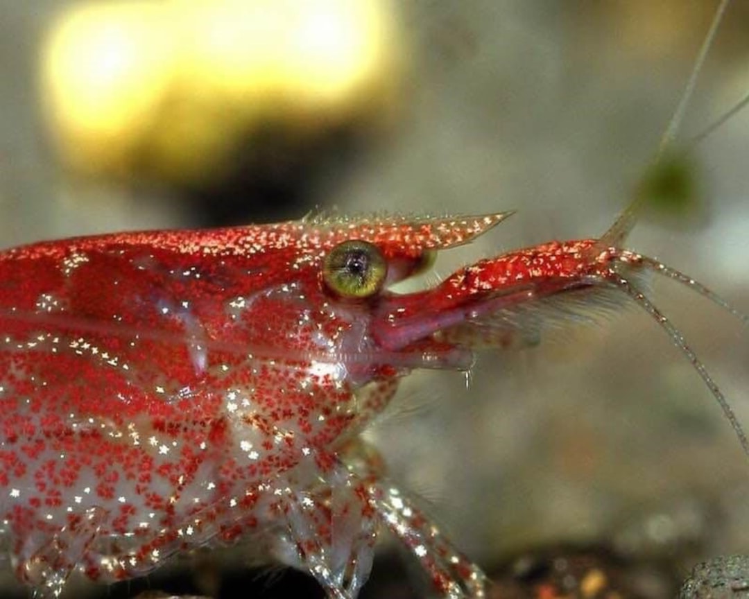 Best Beginner Fish: Top Hardy Species for New Aquarists