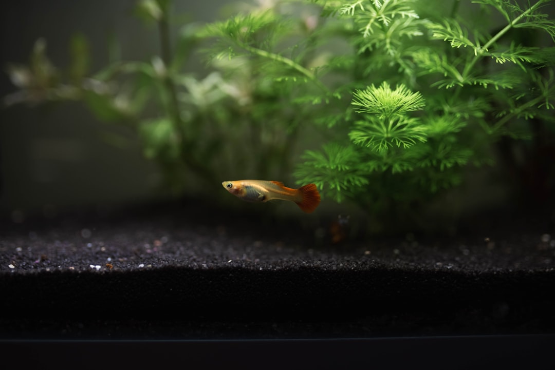 How to Lower Ammonia in Aquarium: Fast Fixes and Long-Term Control