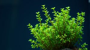 Hornwort Aquarium Plant: A Fast-Growing Natural Water Purifier