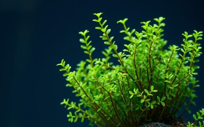 Hornwort Aquarium Plant: A Fast-Growing Natural Water Purifier