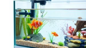 How to Do an Aquarium Water Change Correctly (Step-by-Step)