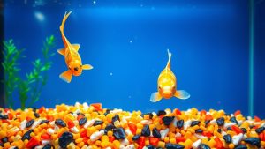 Best Koi Fish Food for Color and Growth (2024 Guide)