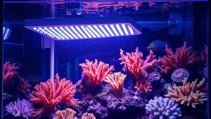 Best Reef Aquarium Lighting for Coral Growth
