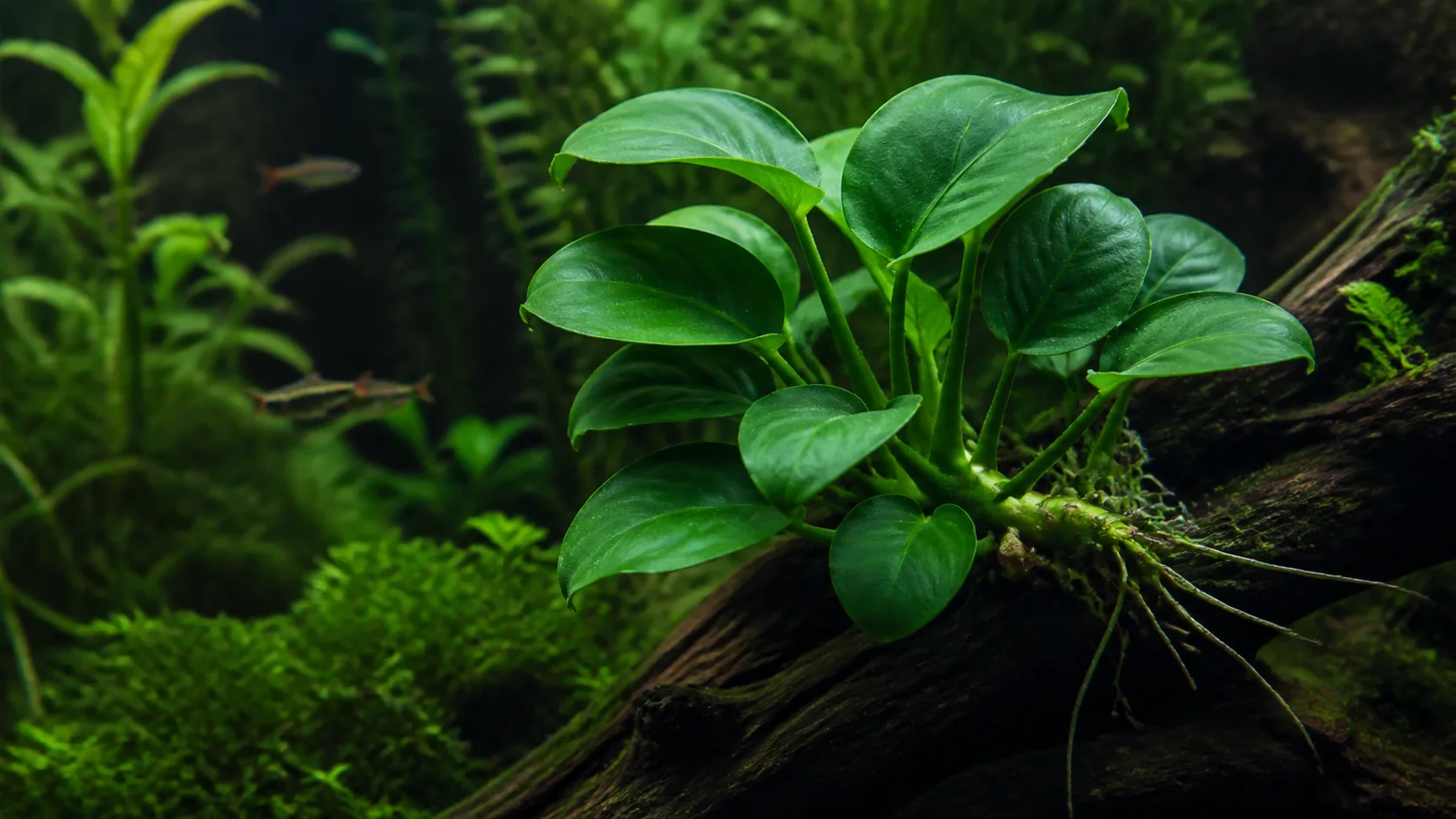 Anubias barteri attached to aquarium hardscape