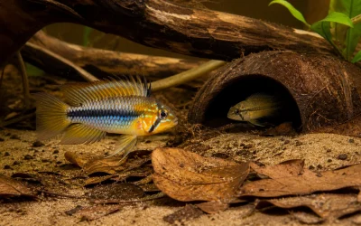 Apistogramma Care: Territory, Water and Species Choice