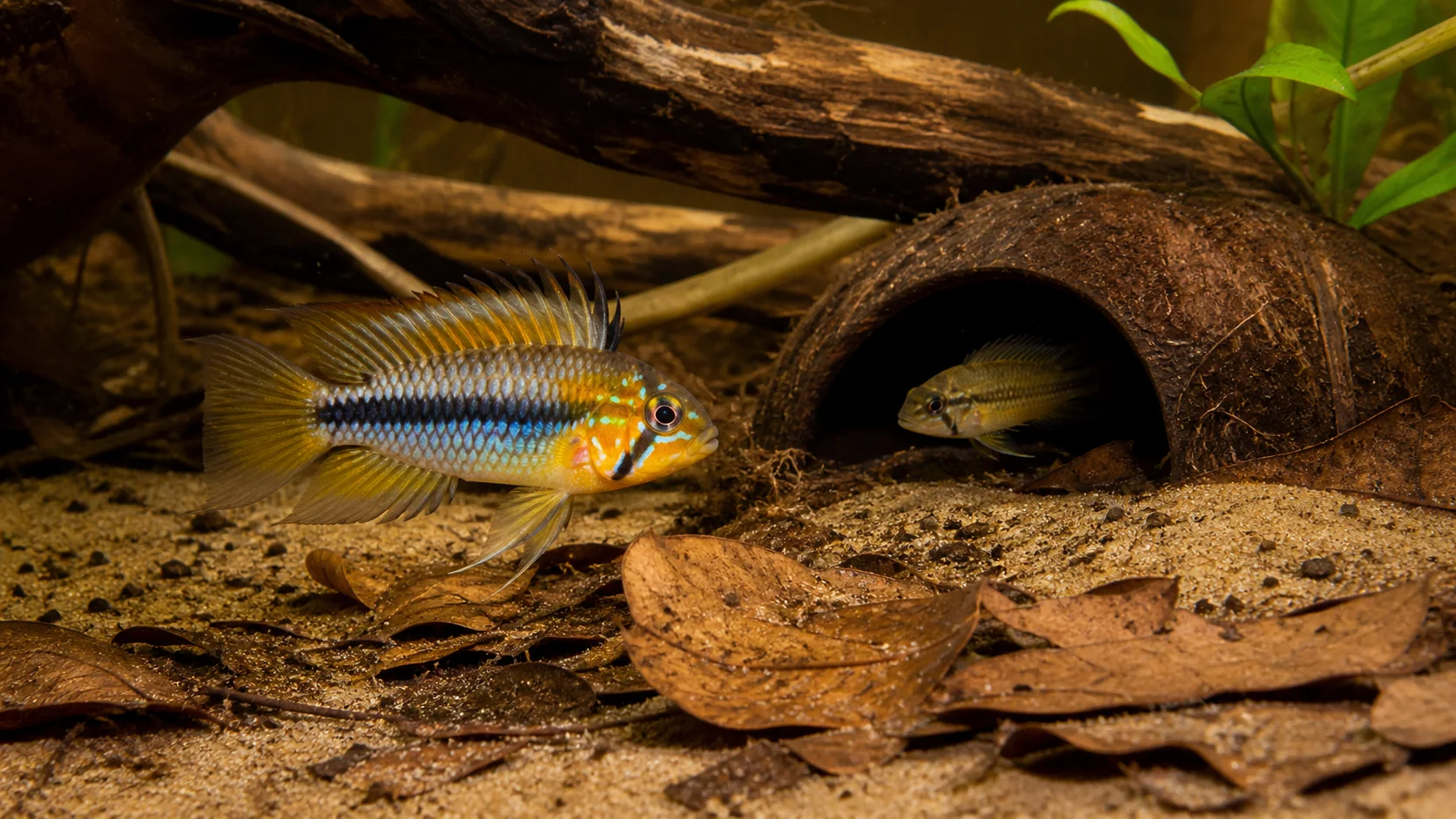 Apistogramma dwarf cichlid beside leaf litter and a small cave