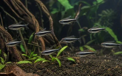 Black Neon Tetra Care: A Hardy Community Setup