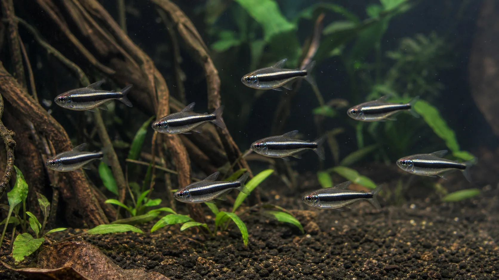 Black neon tetras schooling above planted cover
