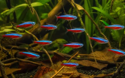 Cardinal Tetra Care: Water, School Size and Feeding