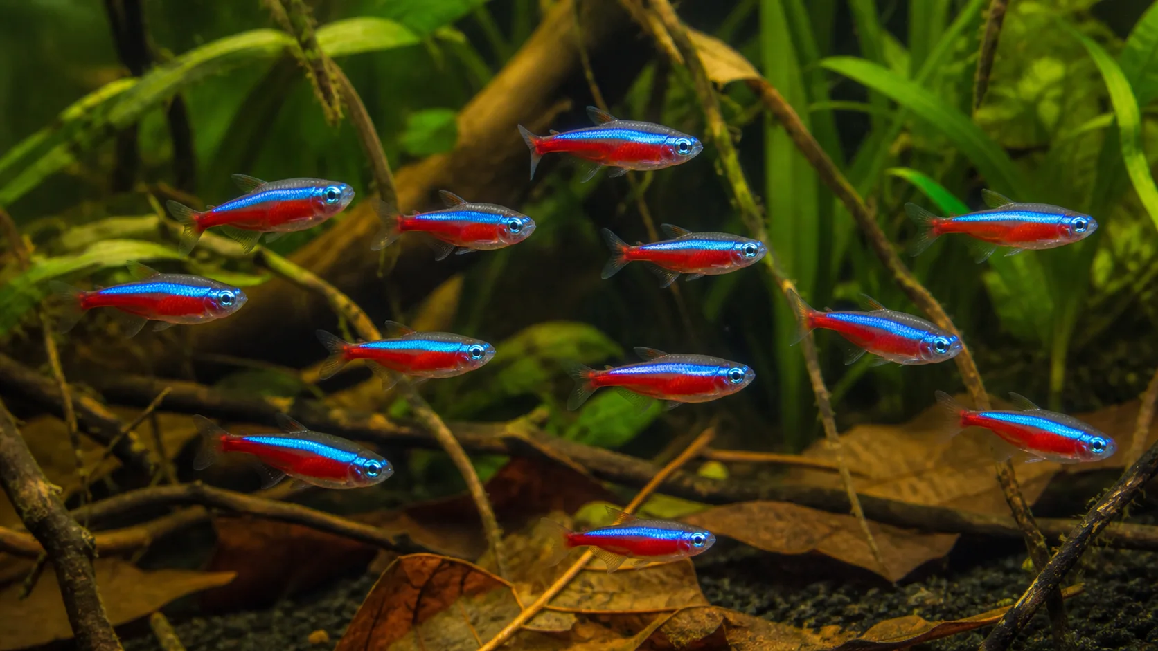 A school of cardinal tetras in a shaded planted aquarium