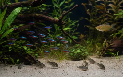 Cardinal Tetra Tank Mates: A Compatibility Checklist