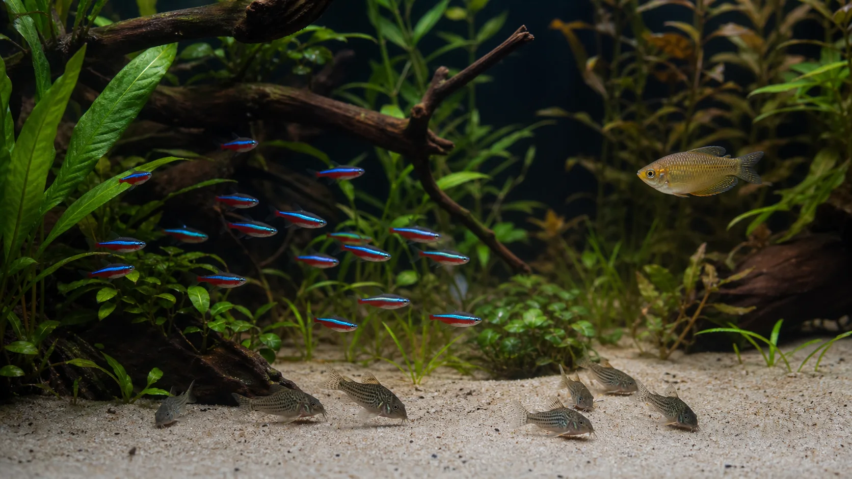 Cardinal tetra school sharing a warm planted aquarium with compatible fish