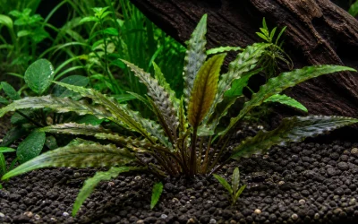 Cryptocoryne Wendtii Care: Recover From Melt