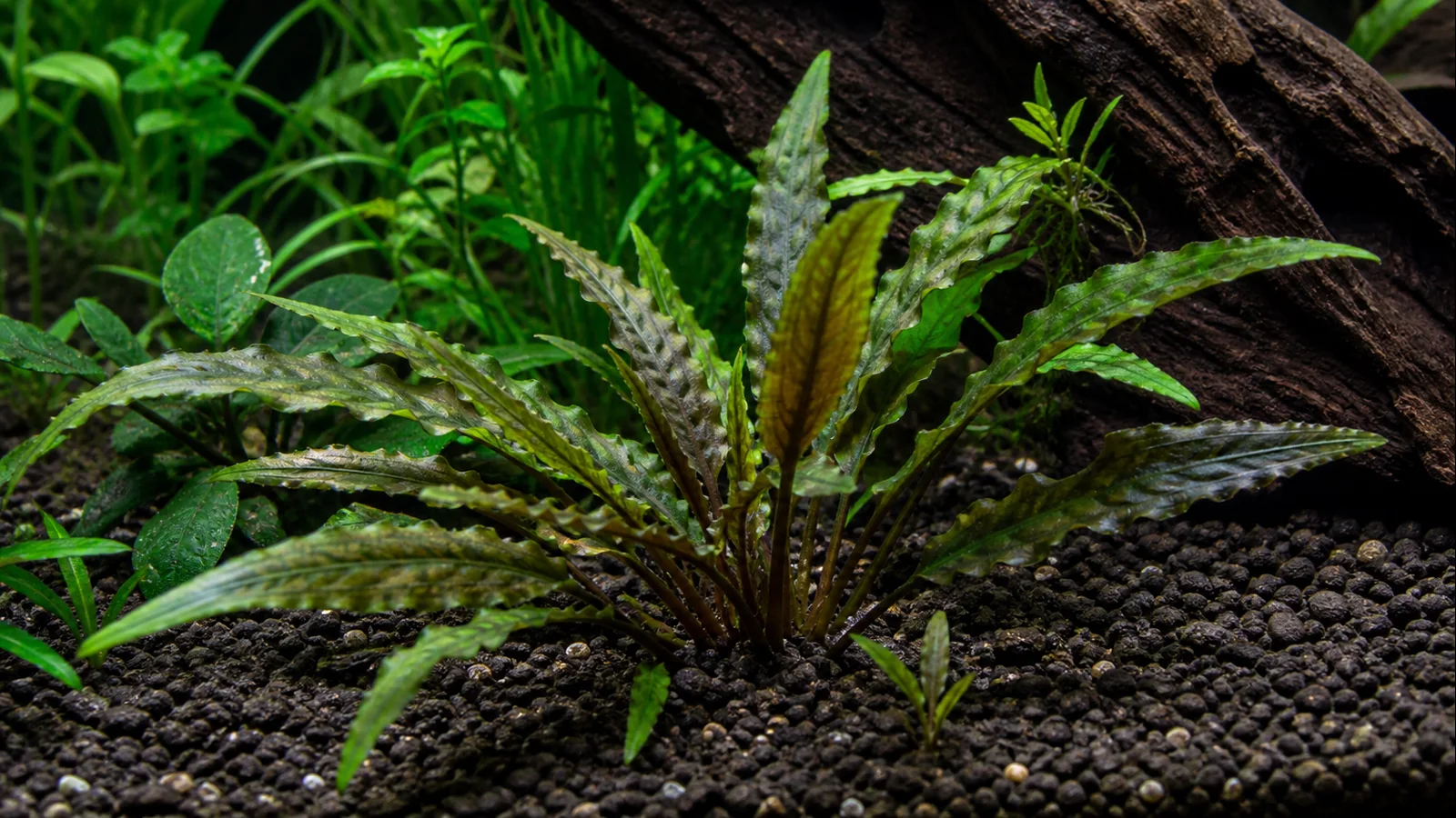 Healthy Cryptocoryne wendtii crown and roots