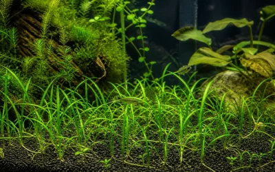Dwarf Sagittaria Care: A Practical Foreground Guide
