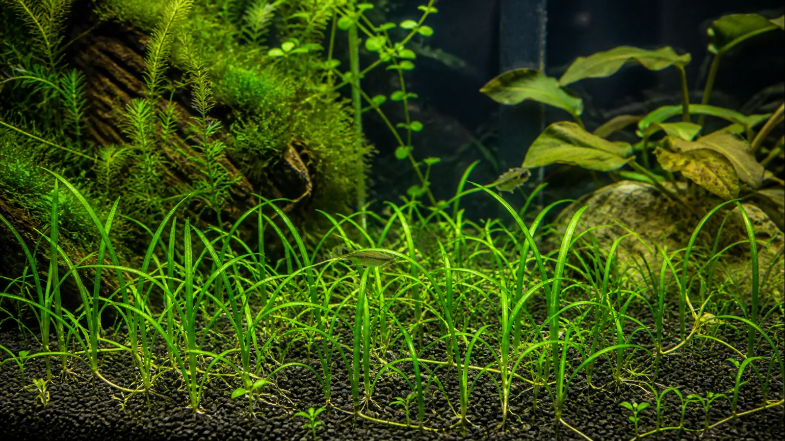 Dwarf sagittaria spreading by runners in the foreground