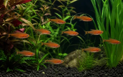 Ember Tetra Care: Schooling, Feeding and Tank Setup