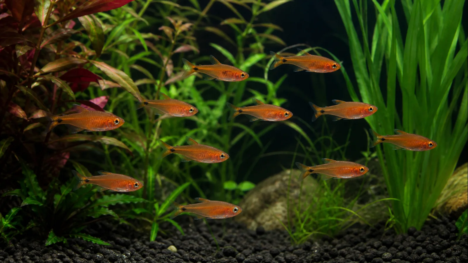 Ember tetra school glowing orange among shaded plants