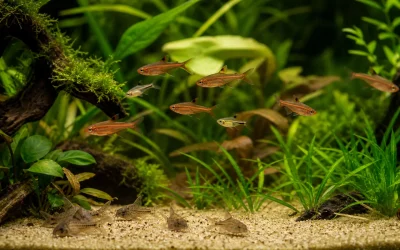 Ember Tetra Tank Mates for a Peaceful Nano Community