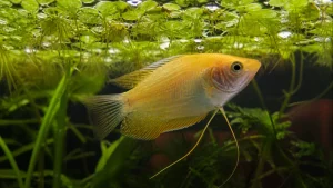 Honey Gourami Care: A Calm Community Tank Plan
