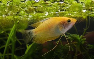 Honey Gourami Care: A Calm Community Tank Plan