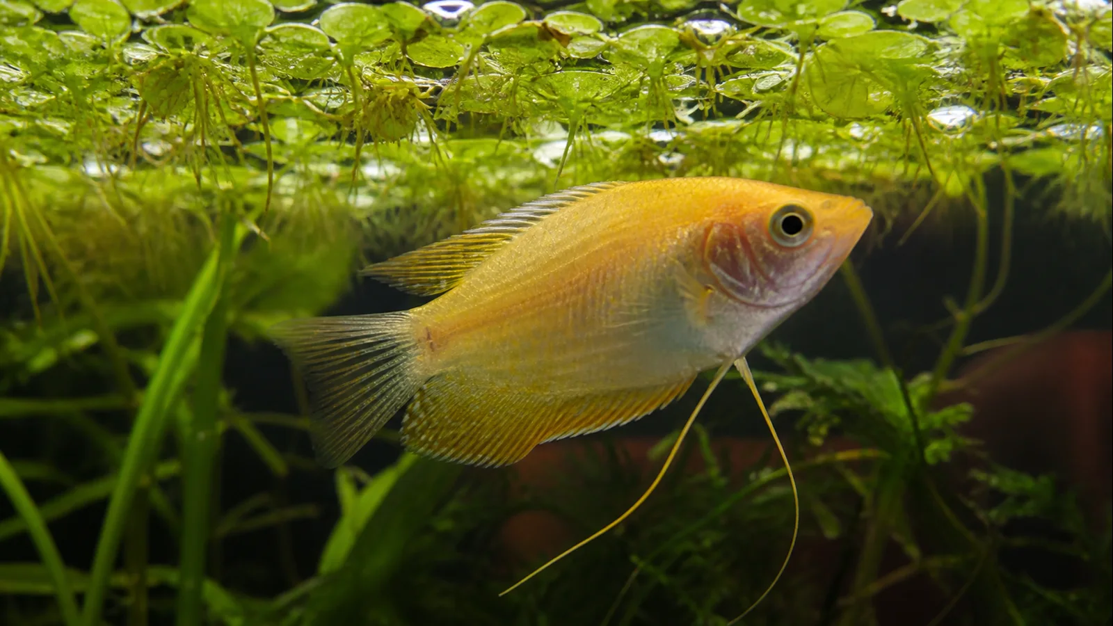Honey gourami moving between plants near the water surface