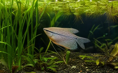 Pearl Gourami Care: Space, Plants and Peaceful Tankmates