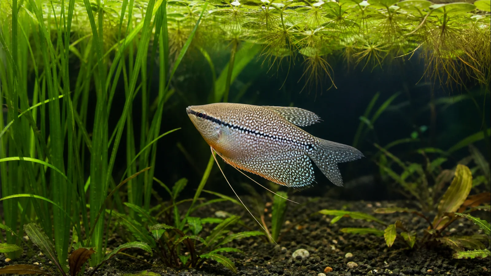 Pearl Gourami Care: Space, Plants and Peaceful Tankmates