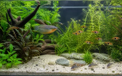 Pearl Gourami Tank Mates: Compatibility by Zone