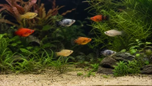 Platy Fish Care: Tank Setup, Diet and Breeding