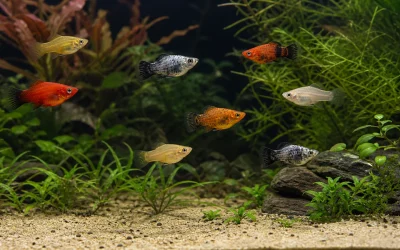 Platy Fish Care: Tank Setup, Diet and Breeding