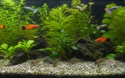 Platy Tank Mates: A Hard-Water Community Guide