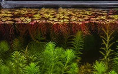 Red Root Floater Care: Color, Flow and Cover