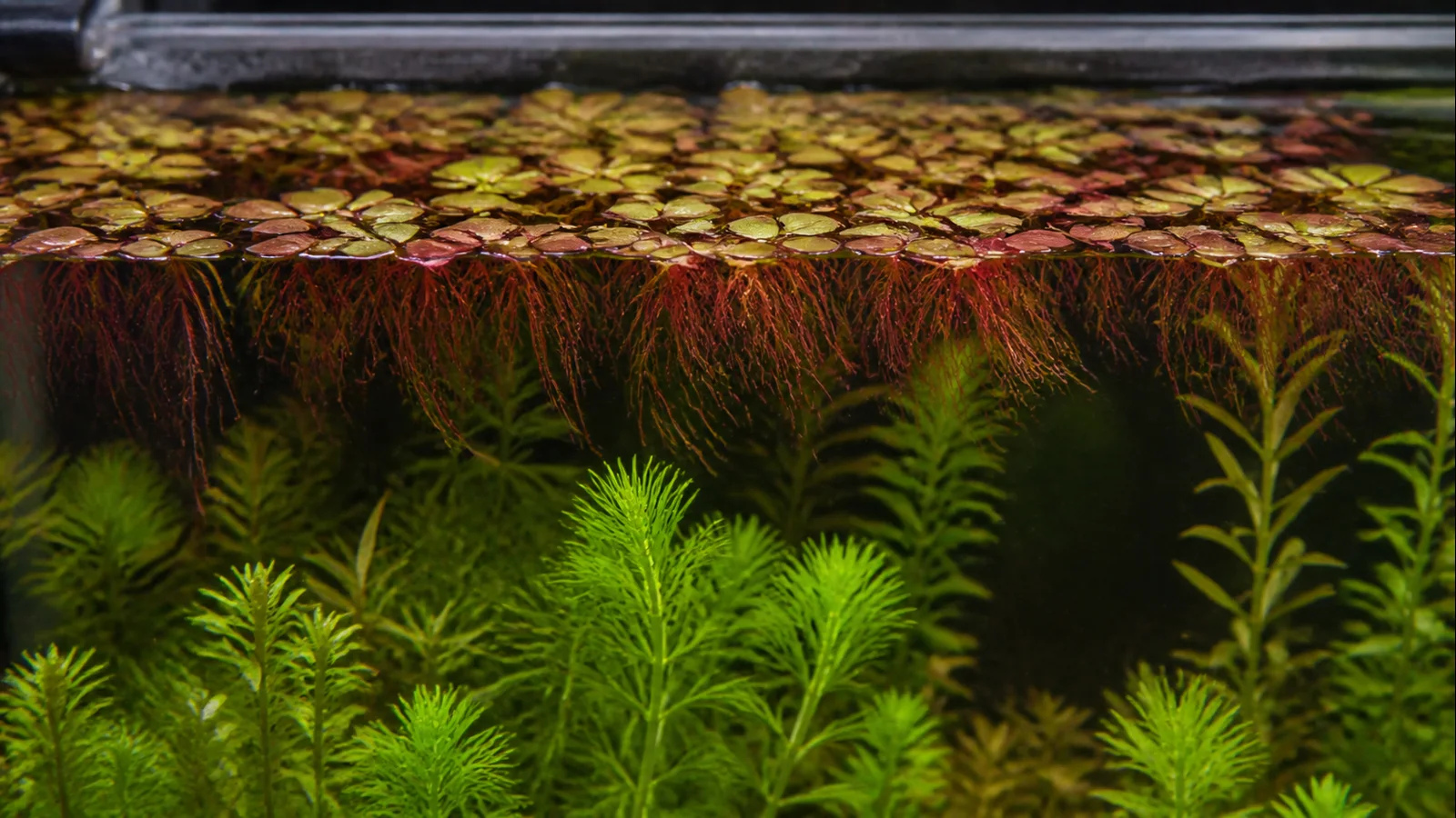 Red Root Floater Care: Color, Flow and Cover