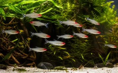 Rummy-Nose Tetra Care: Stable Water and Schooling