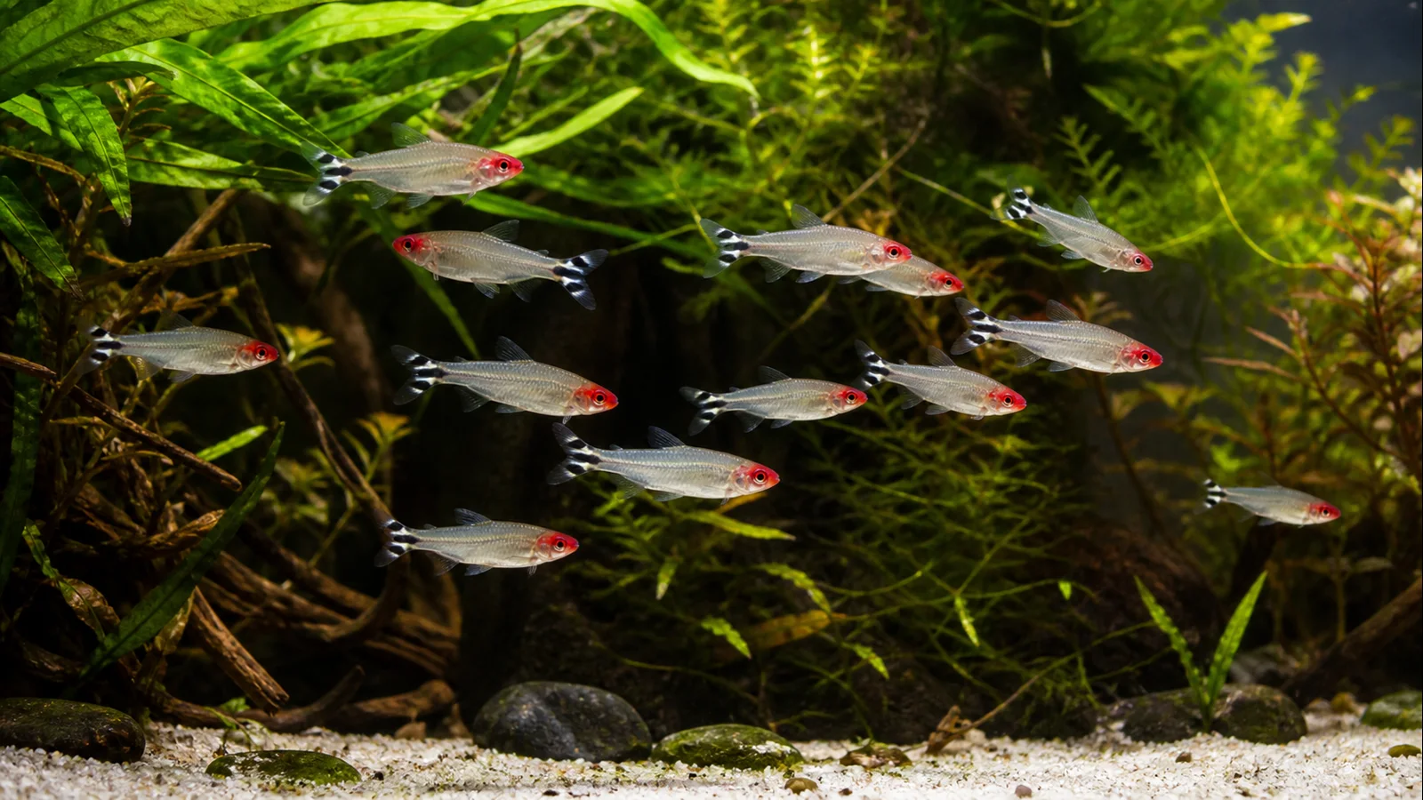 Rummy-Nose Tetra Care: Stable Water and Schooling