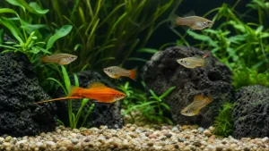 Swordtail Fish Care: Space, Water and Population Control