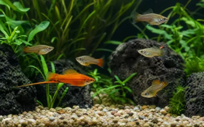 Swordtail Fish Care: Space, Water and Population Control