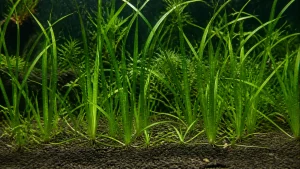 Vallisneria Spiralis Care: Runners and Trimming
