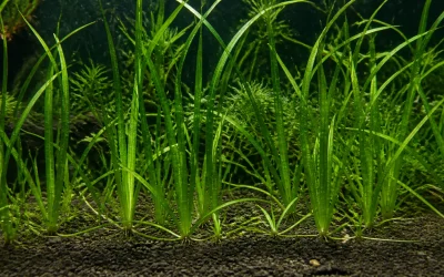 Vallisneria Spiralis Care: Runners and Trimming