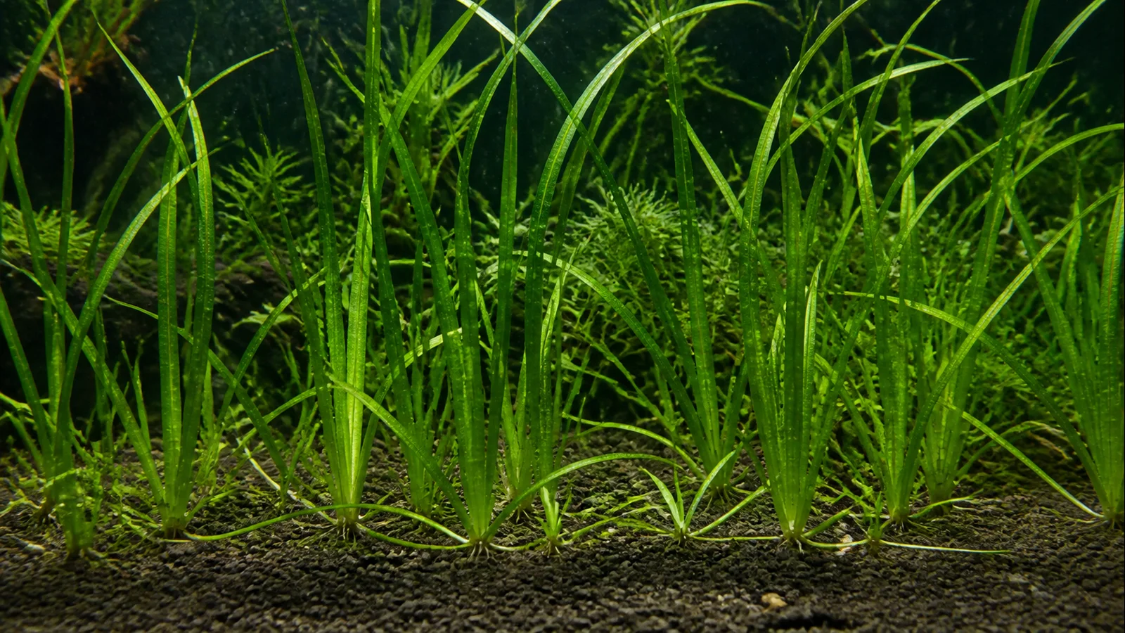 Vallisneria Spiralis Care: Runners and Trimming