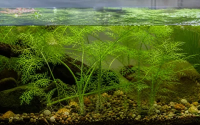 Water Sprite Care: Plant It or Float It?