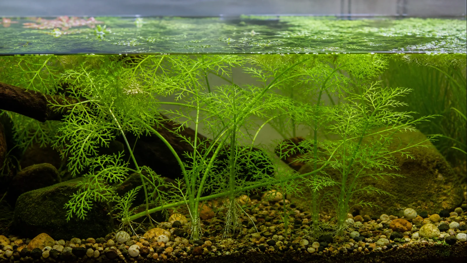 Water Sprite Care: Plant It or Float It?