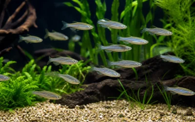 Zebra Danio Care: School Size, Flow and Temperature